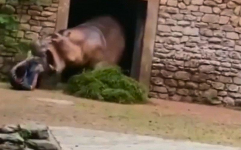 Funcionário de zoológico na China é atacado por hipopótamo após tentar interromper briga | Jornal NH