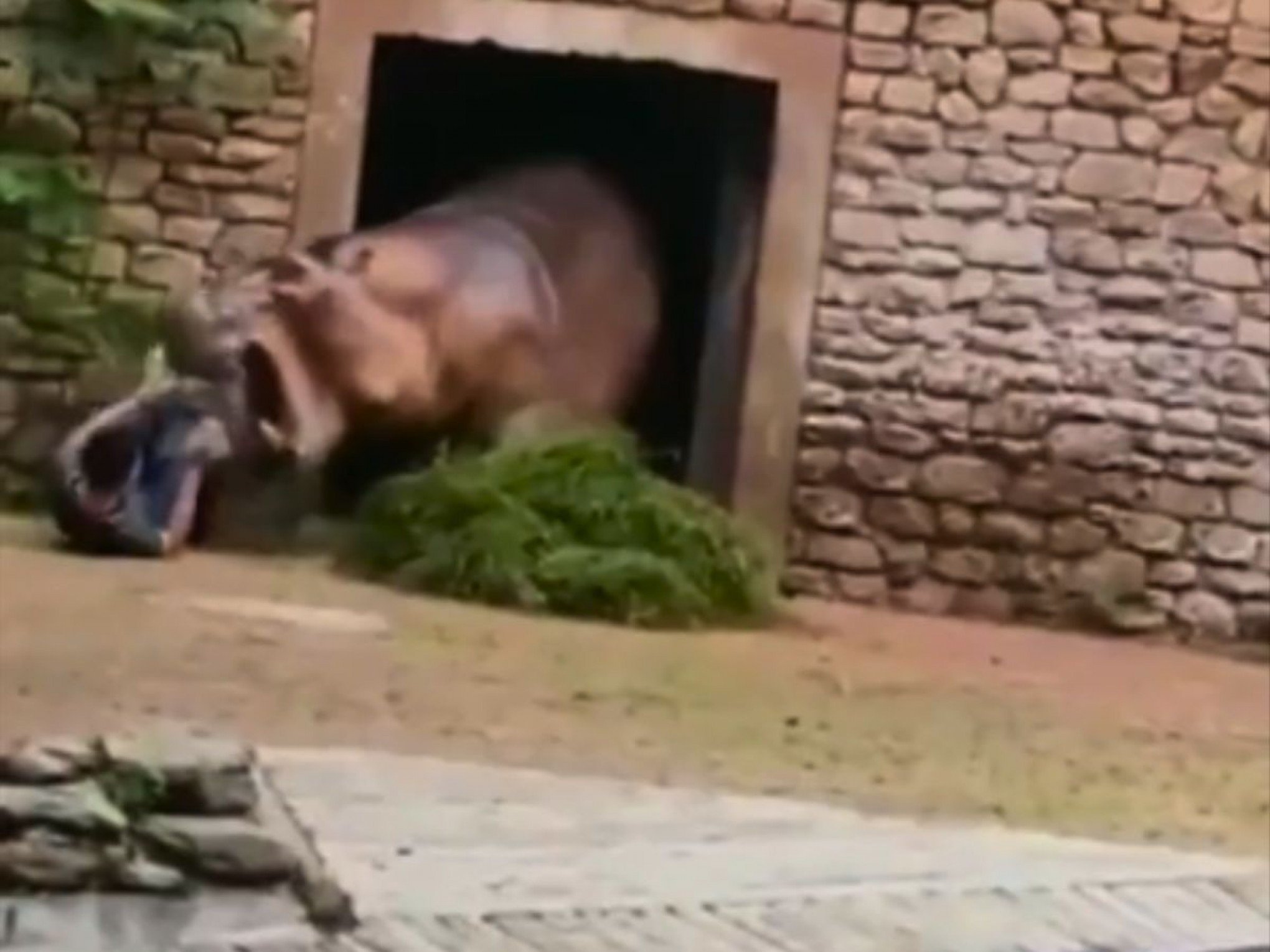 VÍDEO: Funcionário de zoológico na China é atacado por hipopótamo após tentar interromper briga