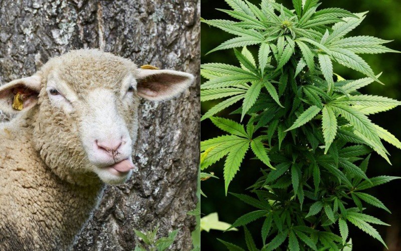 Montagem de imagens com ovelha e maconha ilustra plantação comida por rebanho na Grécia | Jornal NH