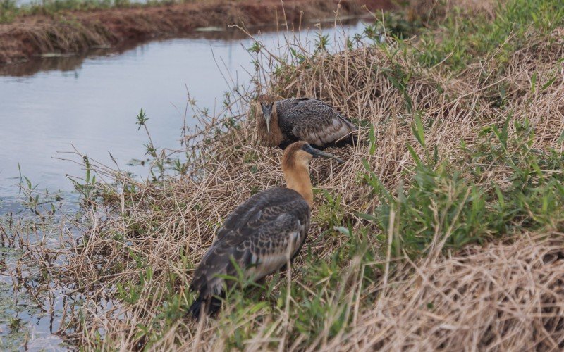 Aves passaram por avaliação e depois devolvidas à natureza
