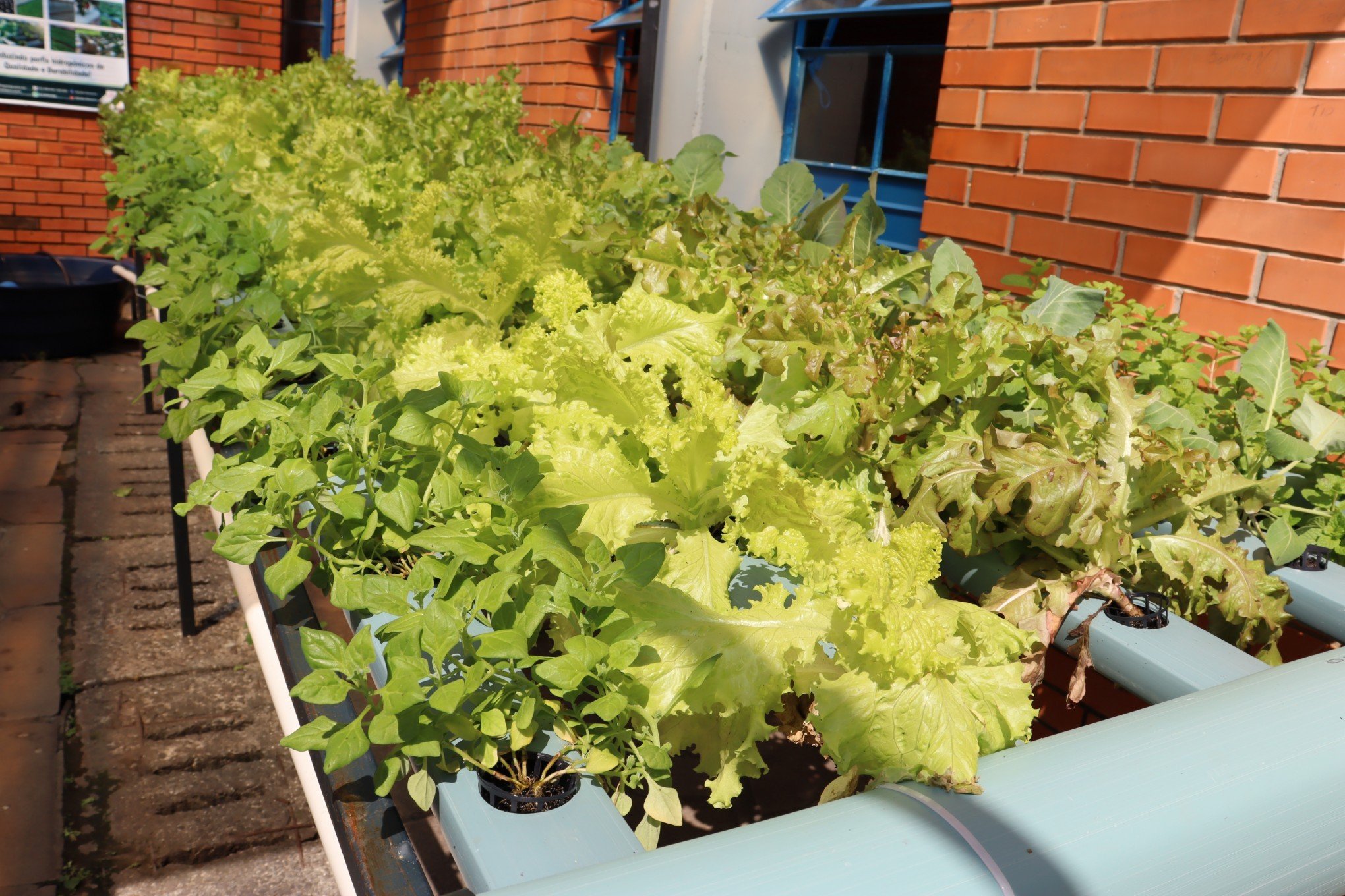 Cultivo de hortaliÃ§as com hidroponia no Instituto Seno Frederico Ludwig