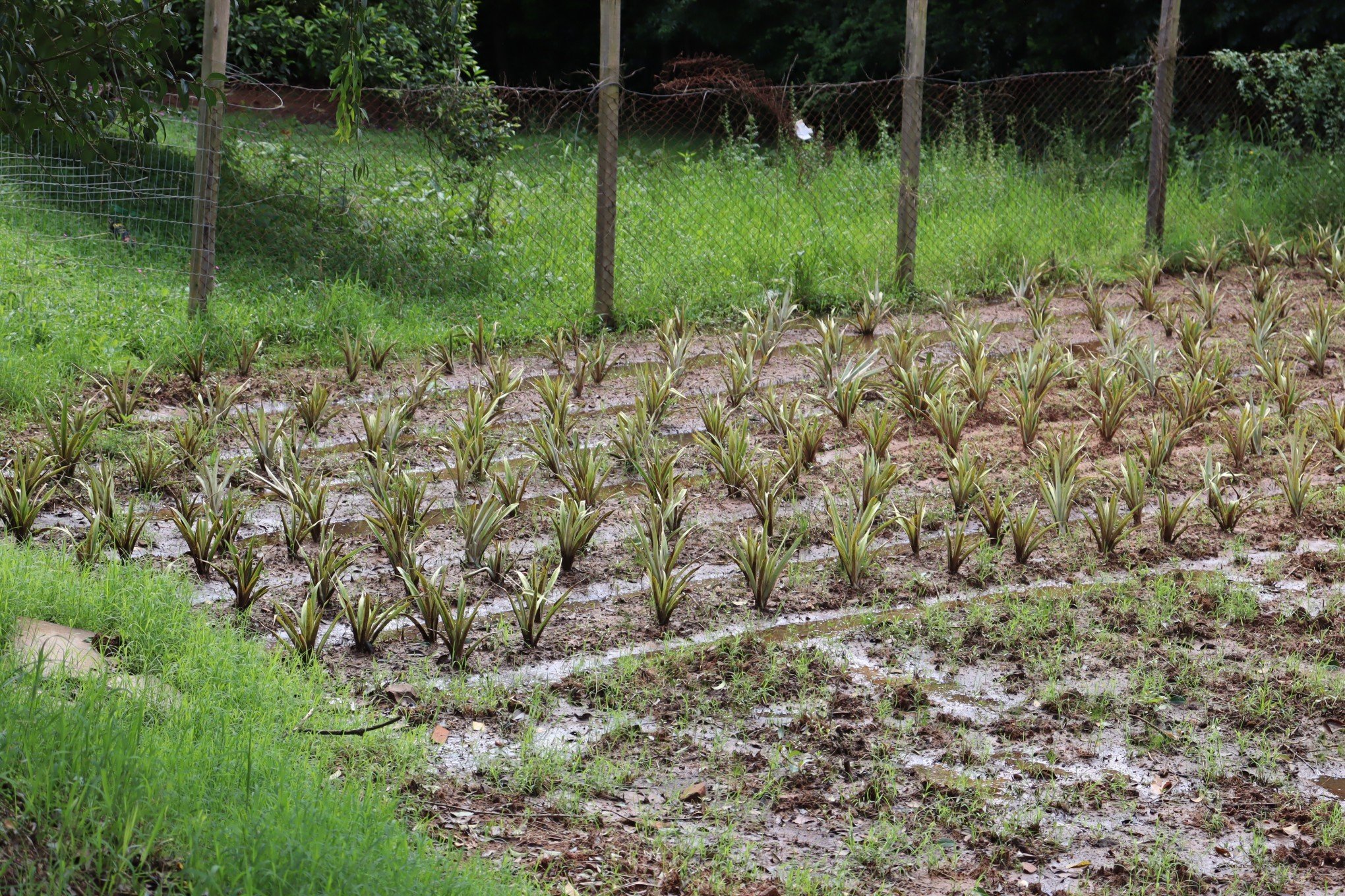 PlantaÃ§Ã£o de abacaxis