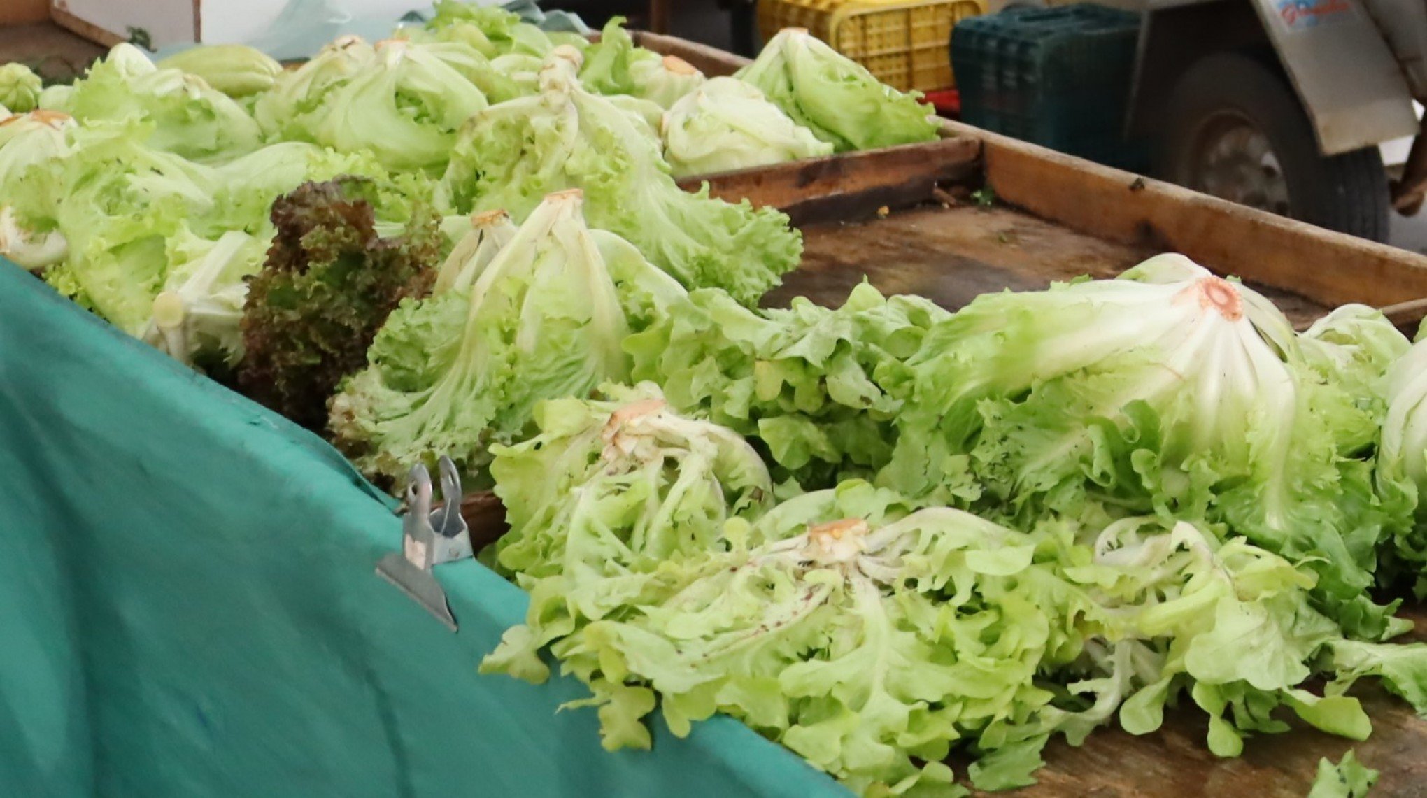 Preço das verduras deve aumentar em breve; entenda o efeito da chuva nos alimentos