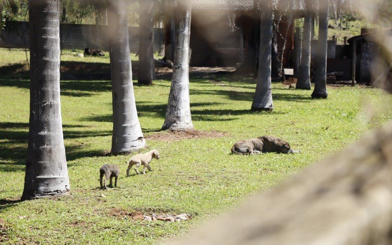 CÃ£es adultos e filhotes e uma vaca ainda estavam no quintal da clÃ­nica na tarde desta terÃ§a-feira (3)