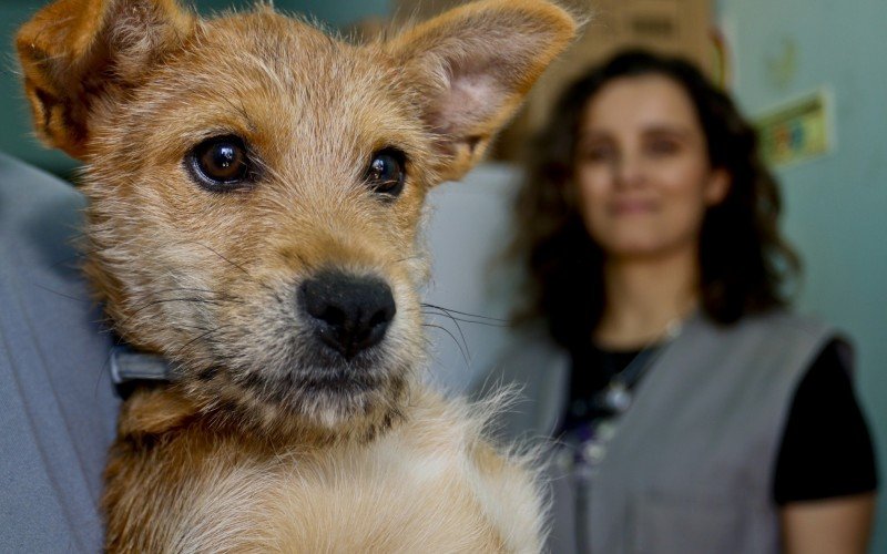  03/10/2023  BEM ESTAR ANIMAL - ADOÃ‡ÃƒO