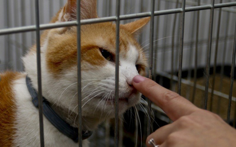  03/10/2023  BEM ESTAR ANIMAL - ADOÃ‡ÃƒO