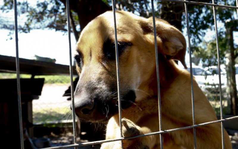  03/10/2023  BEM ESTAR ANIMAL - ADOÃ‡ÃƒO
