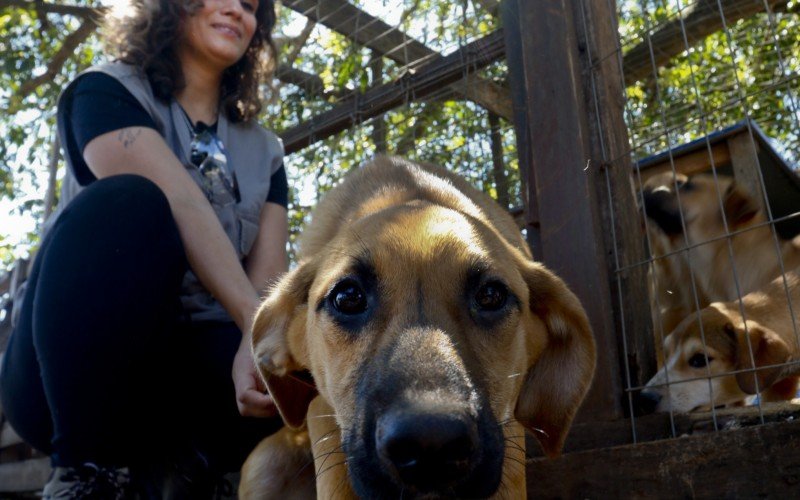  03/10/2023  BEM ESTAR ANIMAL - ADOÃ‡ÃƒO
