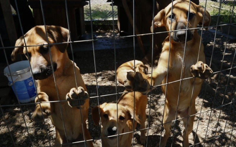 Filhotes caramelos cheios de amor e carinho em busca de uma casa