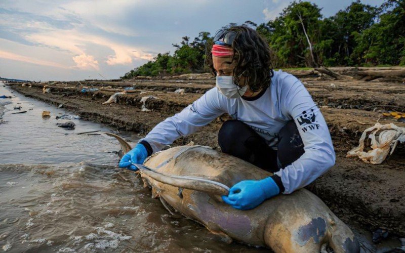 Morte de botos no Amazonas | Jornal NH