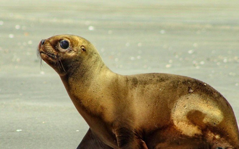 Ao todo, dez animais foram recolhidos | Jornal NH