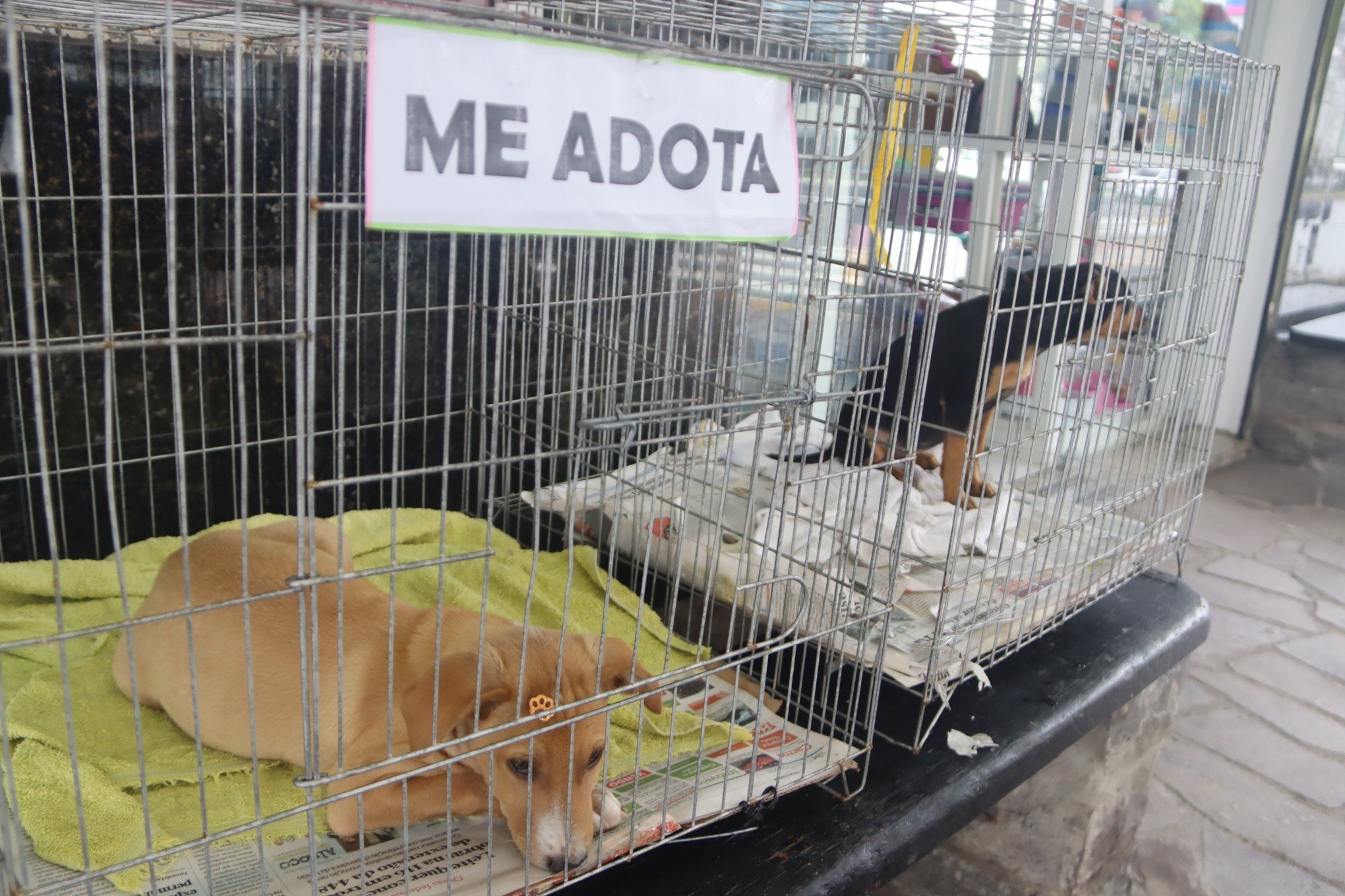 Feira de filhotes ocorreu na Central Animal Pet