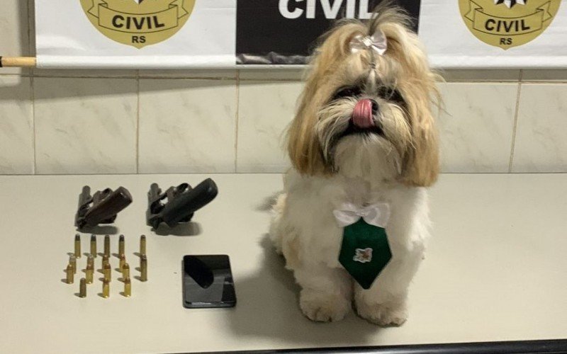 Cachorro da raça Shih Tzu roubado de carro de pet shop em Canoas é recuperado em Cachoeirinha
