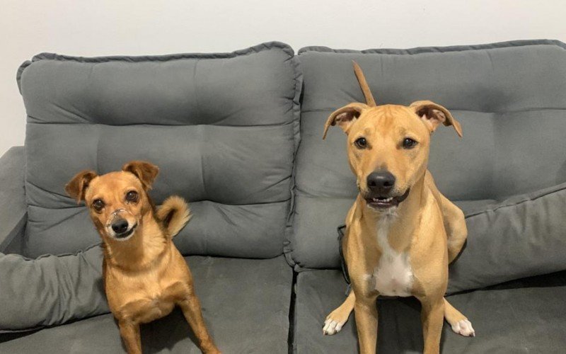 Billy e Cleiton se tornaram irmÃ£os caninos