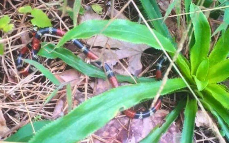 Cobra coral verdadeira capturada no pátio de uma residência em NH | Jornal NH