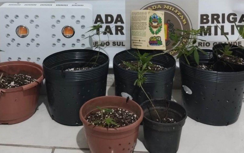 Plantação de maconha dentro de restaurante em Canela | Jornal NH