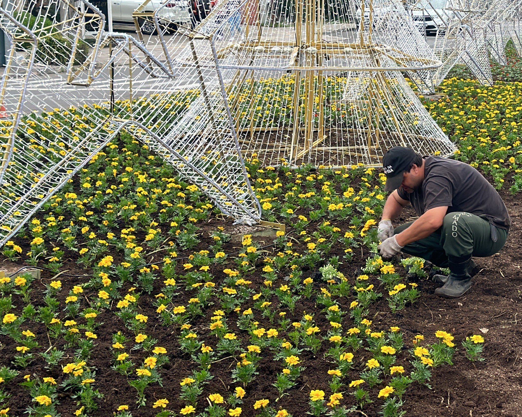 Mais de 150 mil flores são cultivadas e distribuídas para temporada de Natal em Gramado