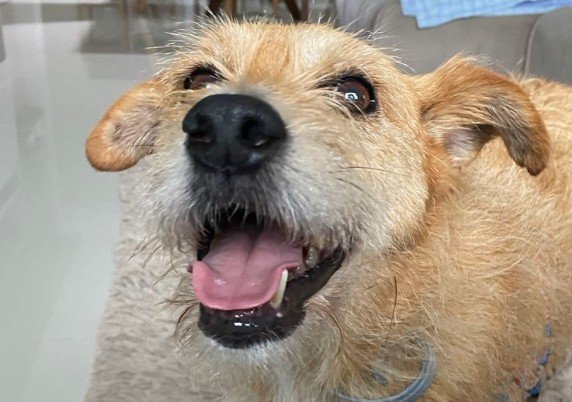 Cão que foi estrela de campanha de adoção em Gramado ganha um novo lar