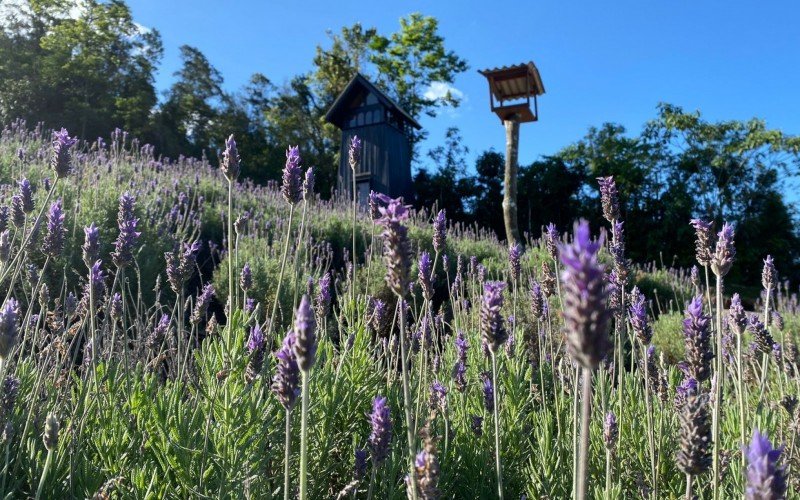 Campo de lavanda no interior de Gramado