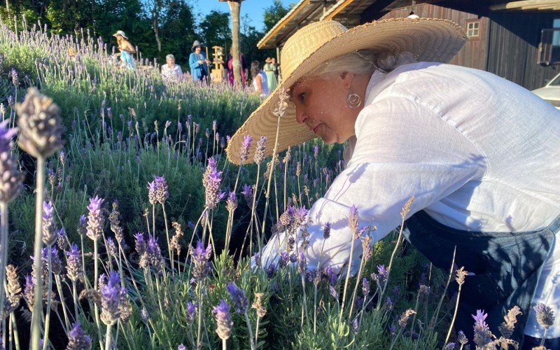 Beatriz Flecha, proprietÃ¡ria do Ai Colli na colheita de lavanda no interior de Gramado