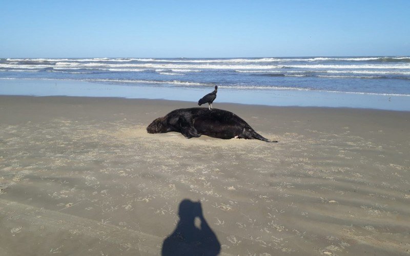 LeÃ£o-marinho foi encontrado morto na Praia dos Molhes na Ãºltima segunda (9)

