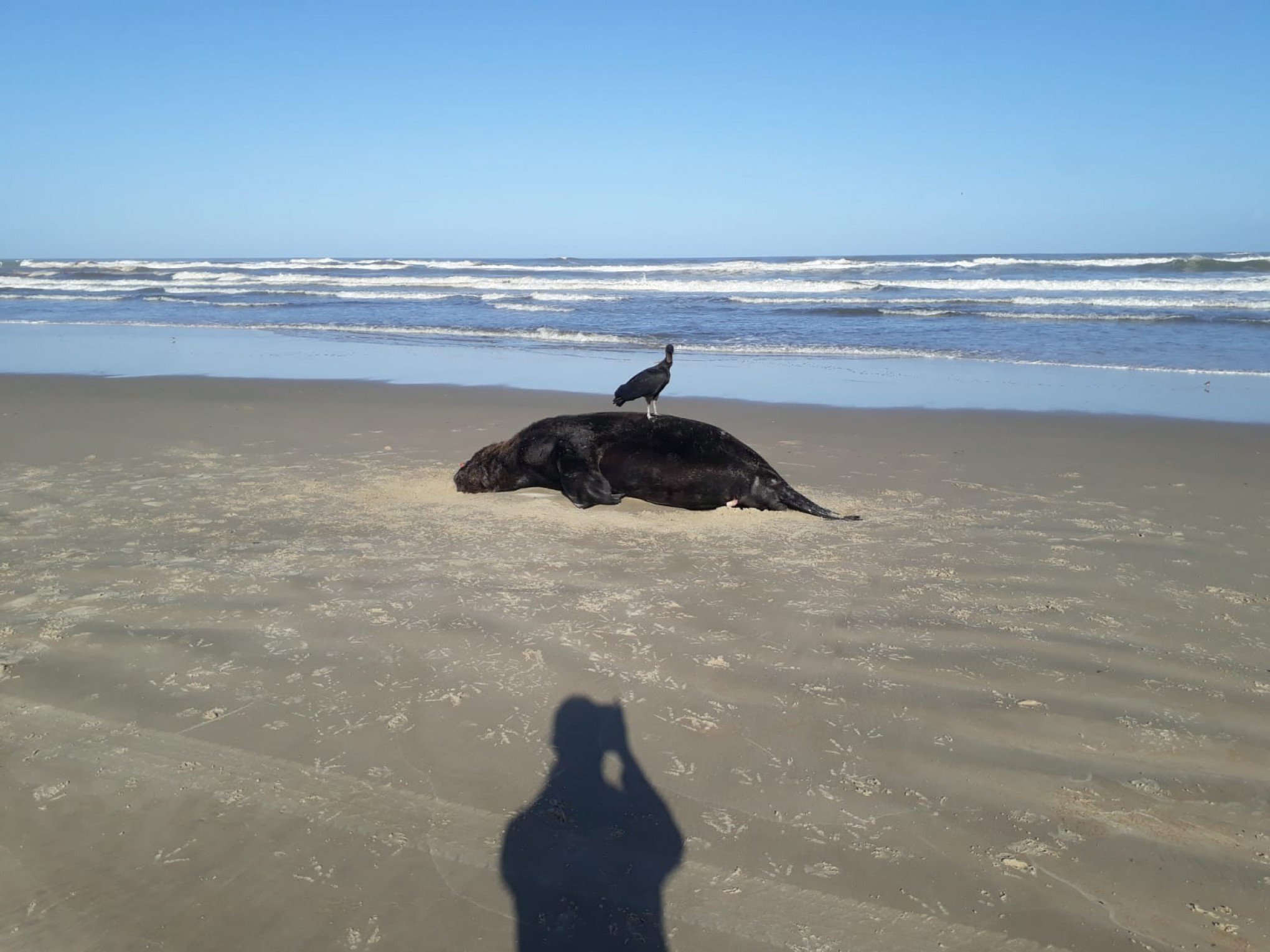 GRIPE AVIÁRIA: Leão-marinho encontrado morto no litoral é diagnosticado com a doença