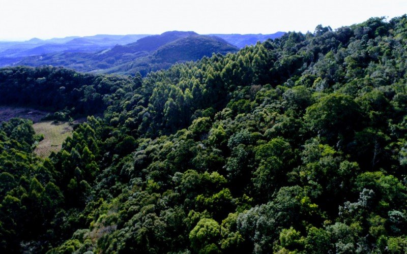 Morro Ferrabraz é patrimônio da biosfera | Jornal NH