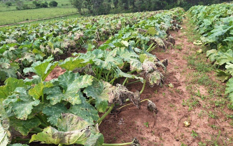 Hortaliças tiveram perda de 60% na produtividade | Jornal NH