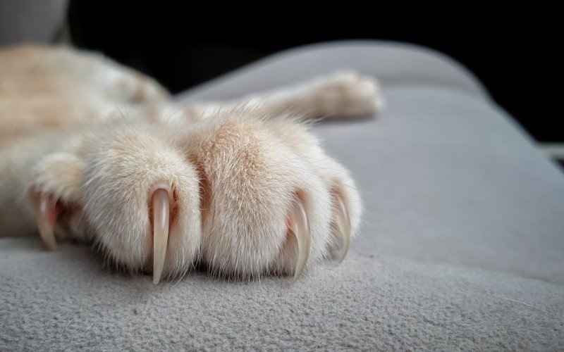 Gatos estão transmitindo doença fora do controle no Brasil | Jornal NH