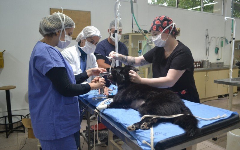 Curso de Medicina Veterinária da Ulbra Canoas | Jornal NH