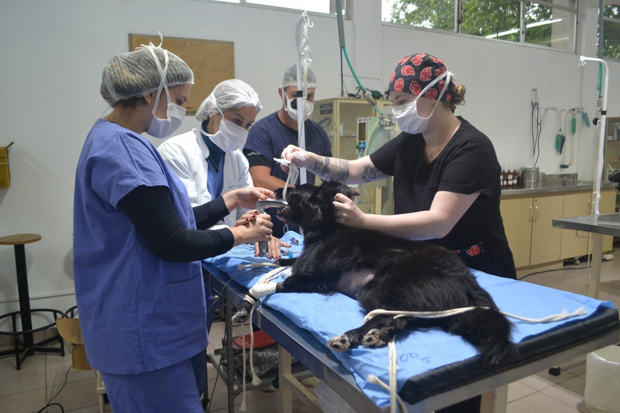 Curso de Veterinária da Ulbra Canoas faz castração gratuita de cães e gatos; veja como marcar atendimento para seu pet