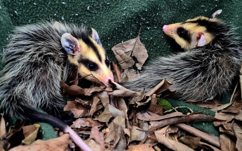 Ao completar 15 anos, GramadoZoo lança conceito de zoo regenerativo