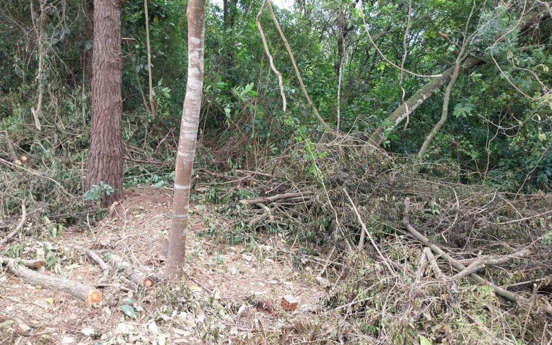 Ãrvores cortadas no ParcÃ£o