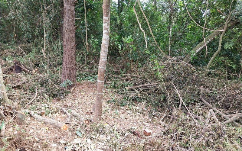 Ãrvores cortadas no ParcÃ£o