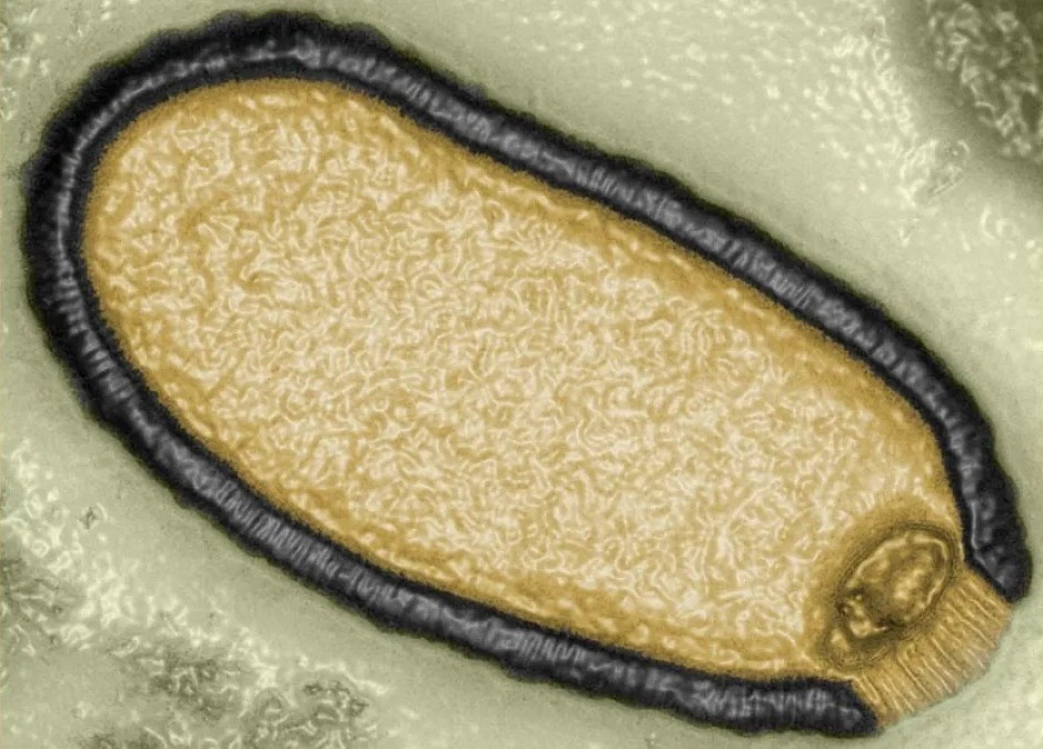 Pithovirus sibericum que foi isolada de uma amostra de permafrost de 30.000 anos em 2014 | Jornal NH