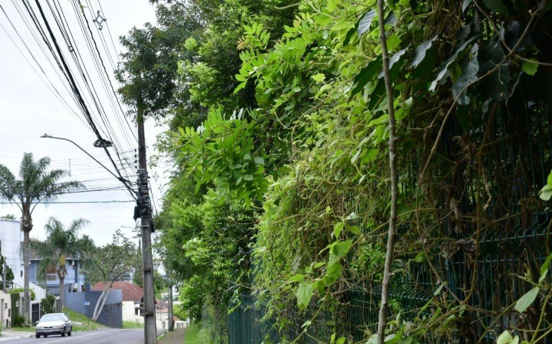 DERRUBADA DE ÃRVORES NO PARCÃO: Prefeitura diz que processo é acompanhado por equipe de arborização | Jornal NH