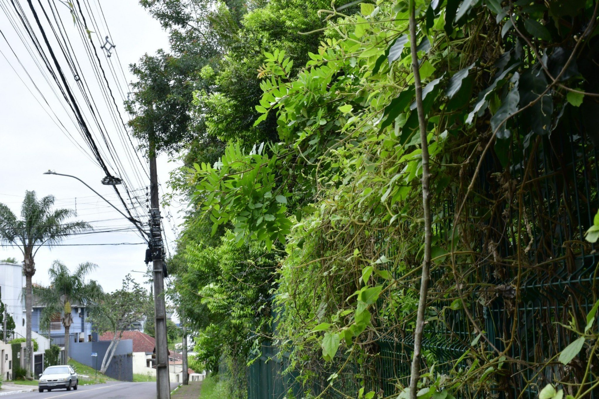 DERRUBADA DE ÁRVORES NO PARCÃO: Prefeitura diz que processo é acompanhado por equipe de arborização