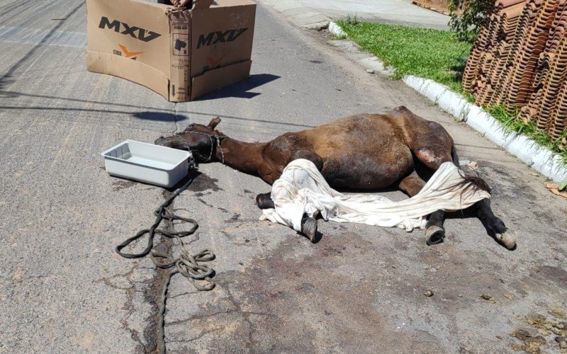 Égua é encontrada com ferimentos e caída em rua de Novo Hamburgo