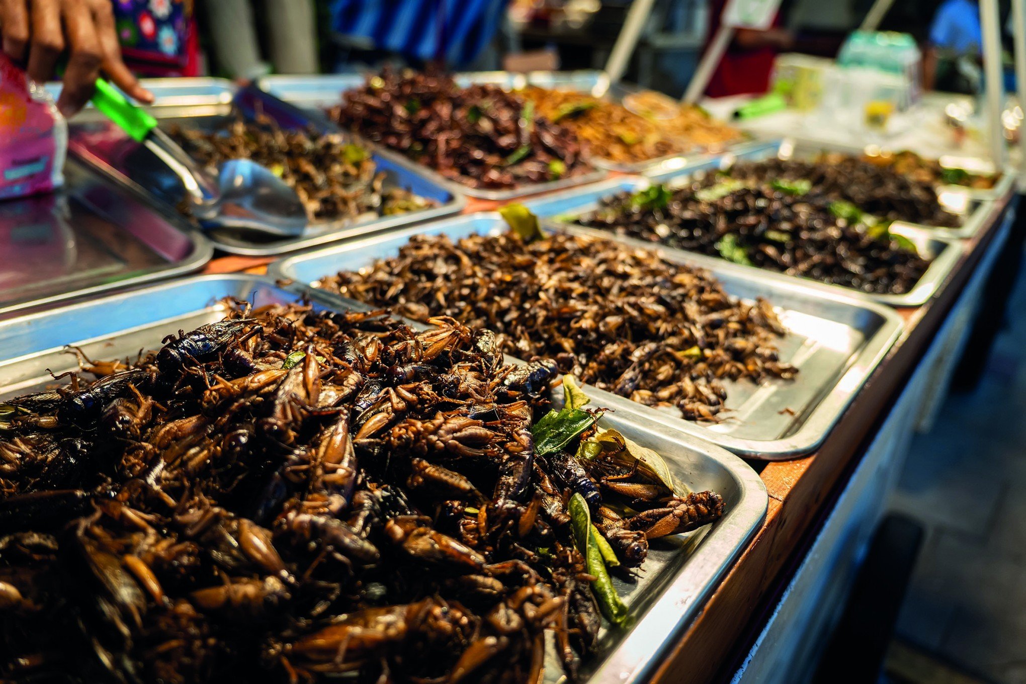 CROCÂNCIA À MESA: Pesquisa aponta quais insetos os brasileiros aceitariam comer