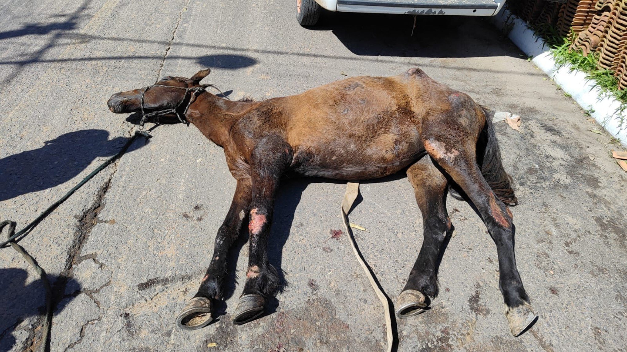 Ã‰gua caiu apÃ³s se soltar do local em que estava amarrada e corda enrolar em suas patas