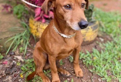 Cãozinho está disponível para adoção no evento