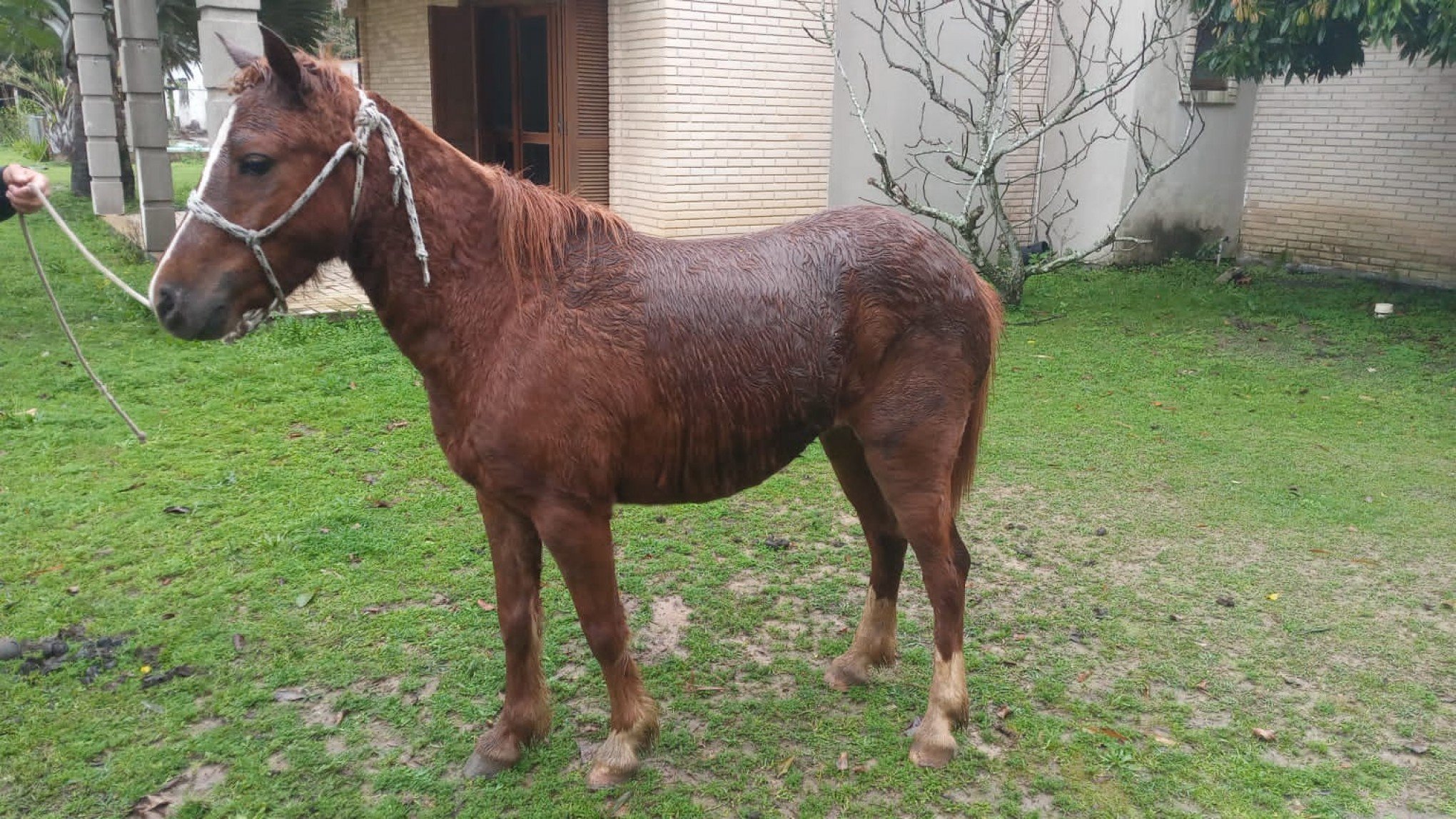 Em um mês, três cavalos recolhidos das ruas já foram adotados após divulgação em site