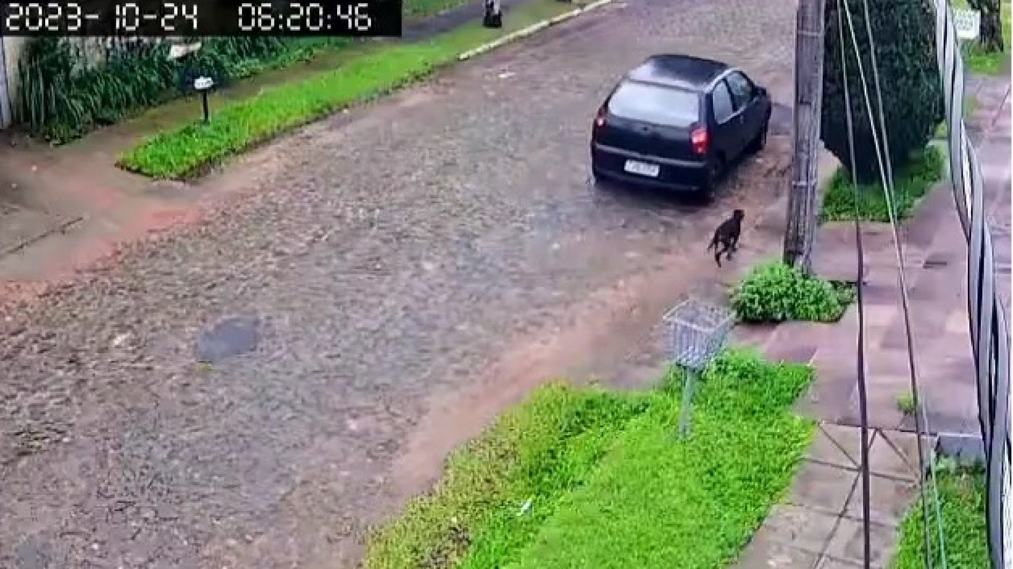 VÍDEO: Cão corre atrás do dono após ser abandonado em rua de São Leopoldo