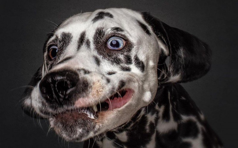 Alerta de fofura: confira as reaÃ§Ãµes dos cÃ£ezinhos