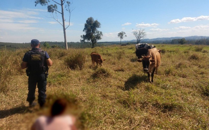 CabeÃ§as de gado estavam em um potreiros no limite de EstÃ¢ncia Velha com SÃ£o Leopoldo