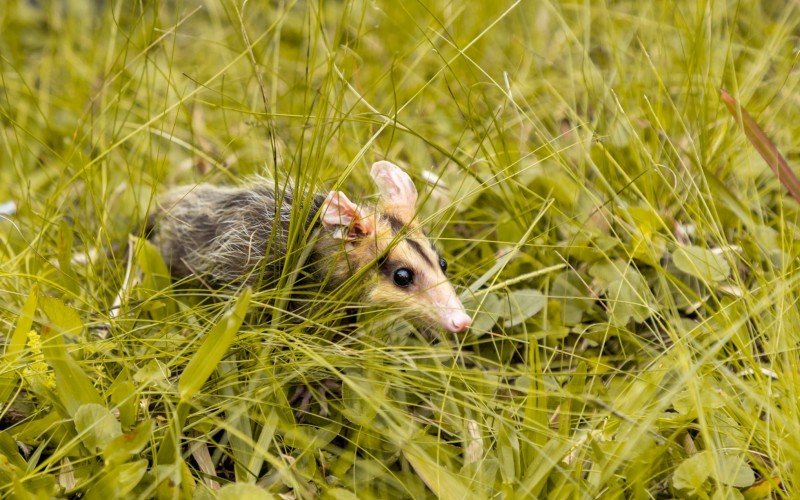 15 animais voltaram para a natureza