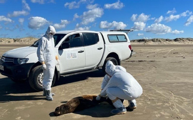 Gripe aviÃ¡ria foi detectada tambÃ©m em animais marinhos | Jornal NH