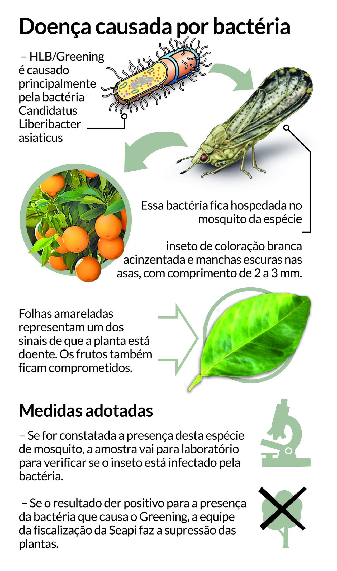 Info Agro bactéria | Jornal NH