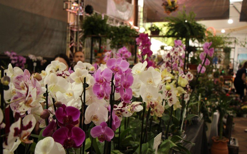 Feira das Flores de Ivoti termina neste fim de semana, orquídeas estão entre as preferidas | Jornal NH