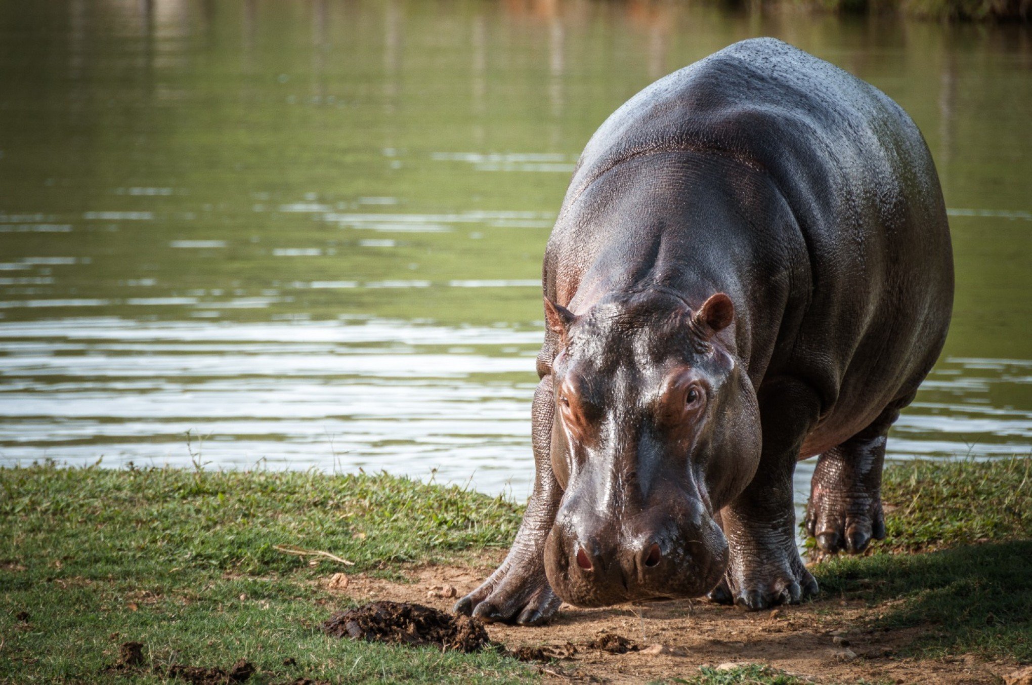 Hipopótamos de Pablo Escobar: Além de sacrificar animais, veja o que a Colômbia pretende fazer com eles